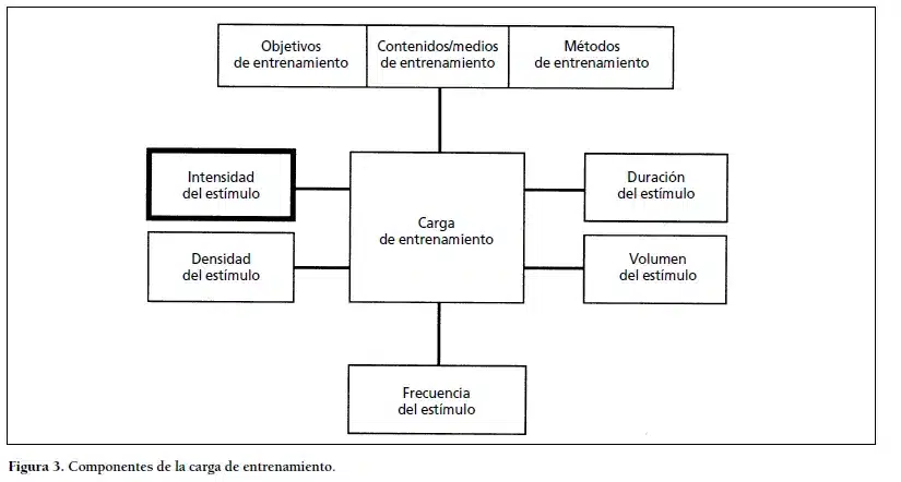 Carga de entrenamiento, carga interna de entrenamiento, estímulo, esfuerzo, intensidad, volumen, calistenia, entrenamiento